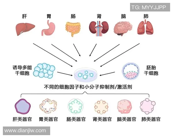 探索EDG电竞团队的运营革新之路与未来发展战略分析